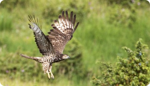 Falco-pecchiaiolo2_scheda_specie_grande