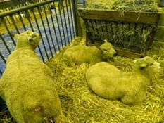 2015.02.26-020 mouton avranchin