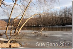 Susquehann River ice jam, by Sue Reno, Image 6