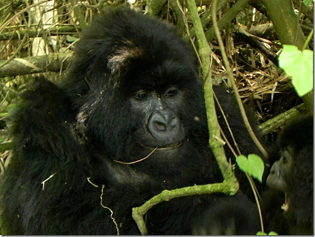 Rwanda_Gorillas (13)