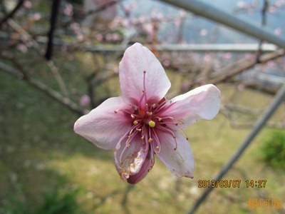 2013 恩愛農場 - 146