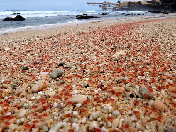 Christmas Island bébés crabes rouges