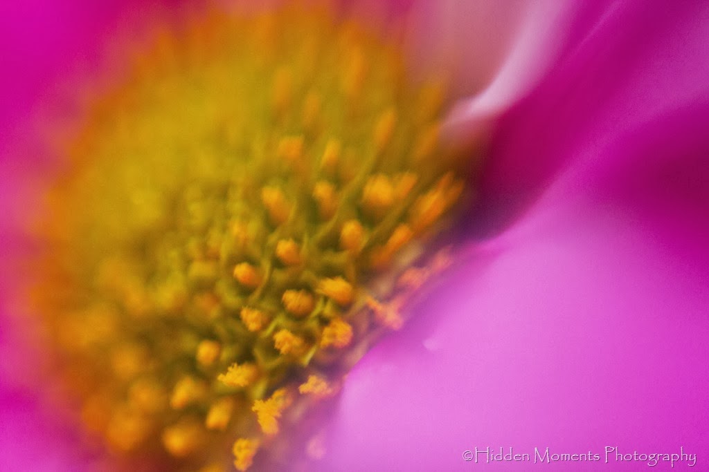 [Macro%2520daisy%25201%255B3%255D.jpg]