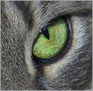 green-cat-eye