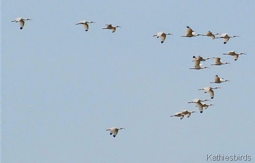13. White ibis-kab