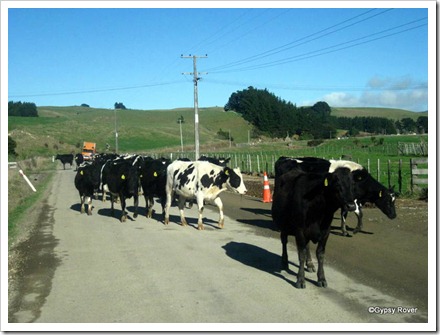 A herd of heifers being moved on the road near Ballance.