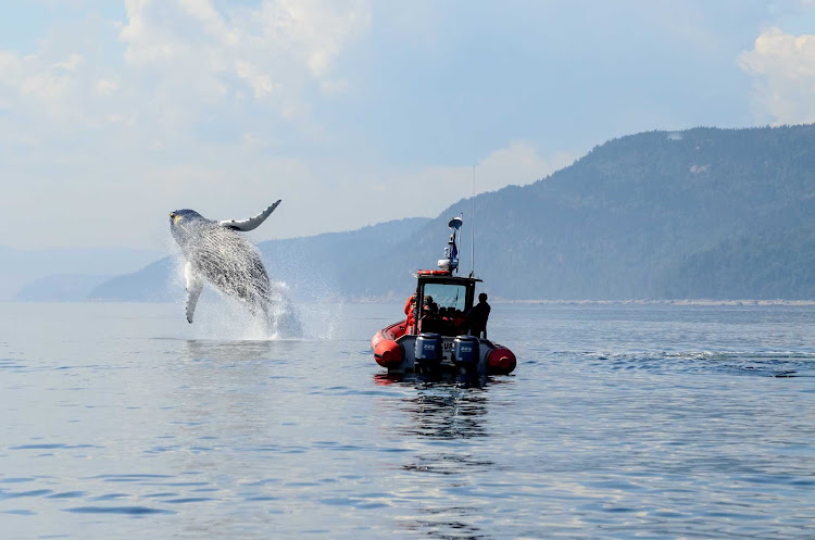 A whale breaches the surface during a whale-watching expedition in Lake Manicouagan in central Quebec.