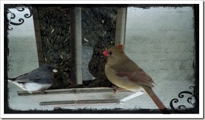 birds at feeder 2