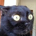 Funny Animals | Funny Cats, Funny Dogs & Animals | Animals Funny #7