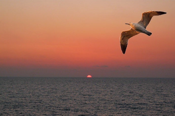 [gabbiano%2520al%2520tramonto%255B6%255D.jpg]