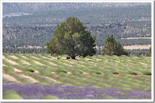 110710_Mt_Shasta_Lavender_Farm_89
