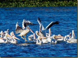 LSU Pelicans