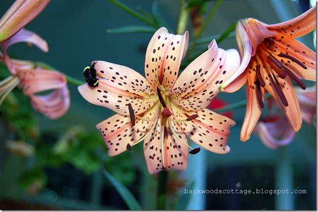 leopard lily