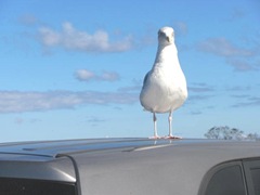 11.2011 fox hill seagull on my car 1