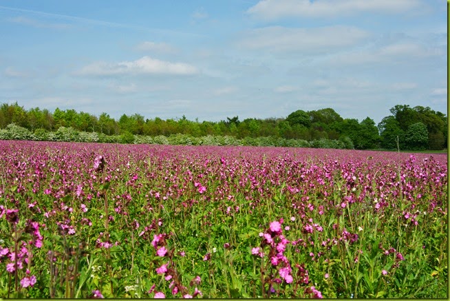 pink meadow in spring
