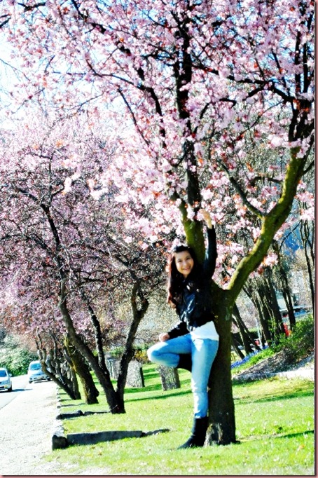 Pink Cherry Blossom at Arrowtown, NZ