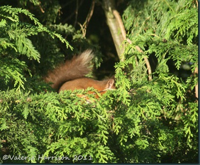 squirrel-in-tree