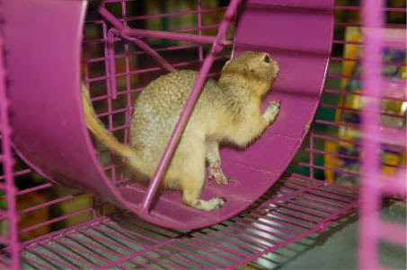 squirrel cage