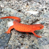 Eastern newt