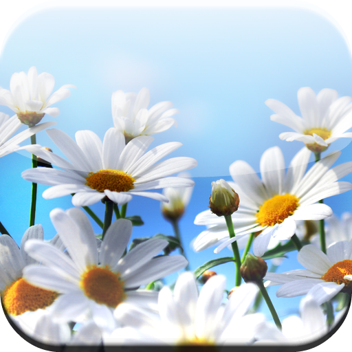 WHITE CHAMOMILE HD WALLPAPER 娛樂 App LOGO-APP開箱王