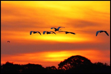 Cattle Egrets Flying Home to Roost