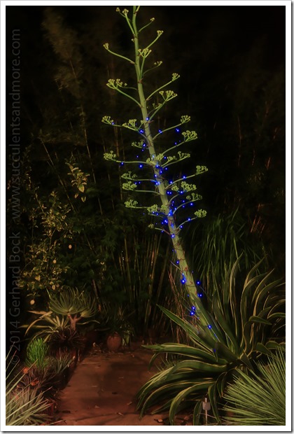 141223_agave_desmettiana_with_blue_lights