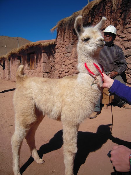 Excursie Atacama, Chile:  Pui de lama