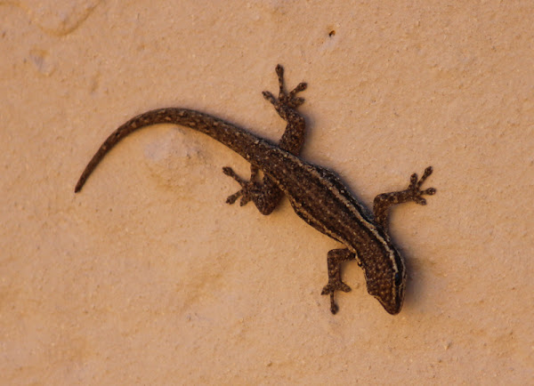 cape-dwarf-day-gecko-project-noah