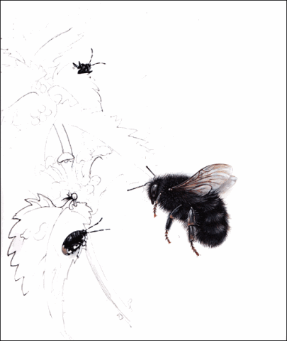 [bee-and-bugs-1-bg%255B3%255D.gif]