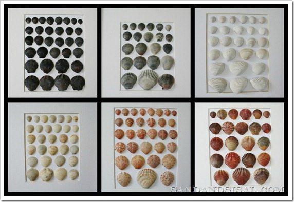 shell collage