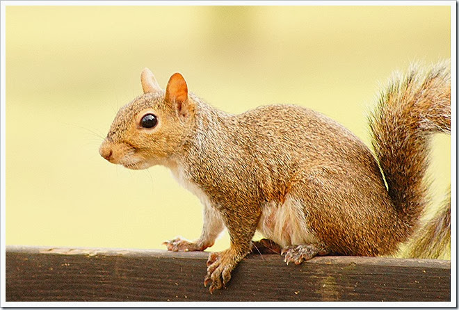 public-domain-pictures-squirrel-1 (290)