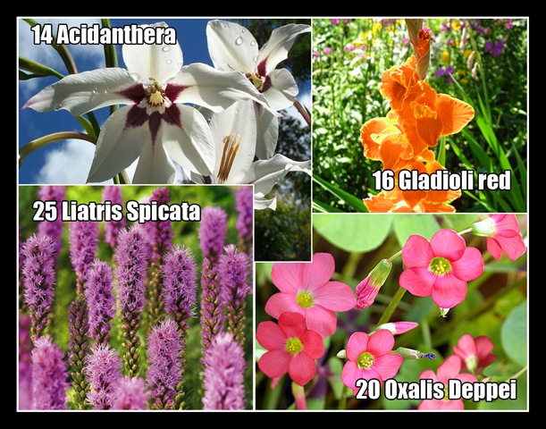 [75%2520Bulbos%255B3%255D.jpg]