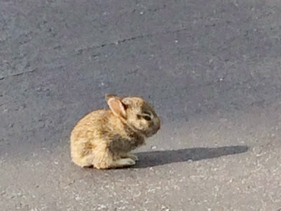 2014 09 15 Baby bunny
