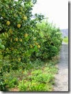 IMG_0519 IMG_0519