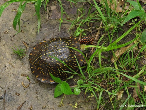 ornate box turtle