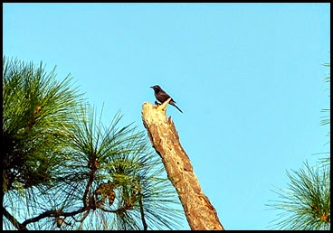 03h1 - Eagle Walk - Song birds unidentified