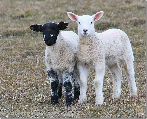 76-lambs