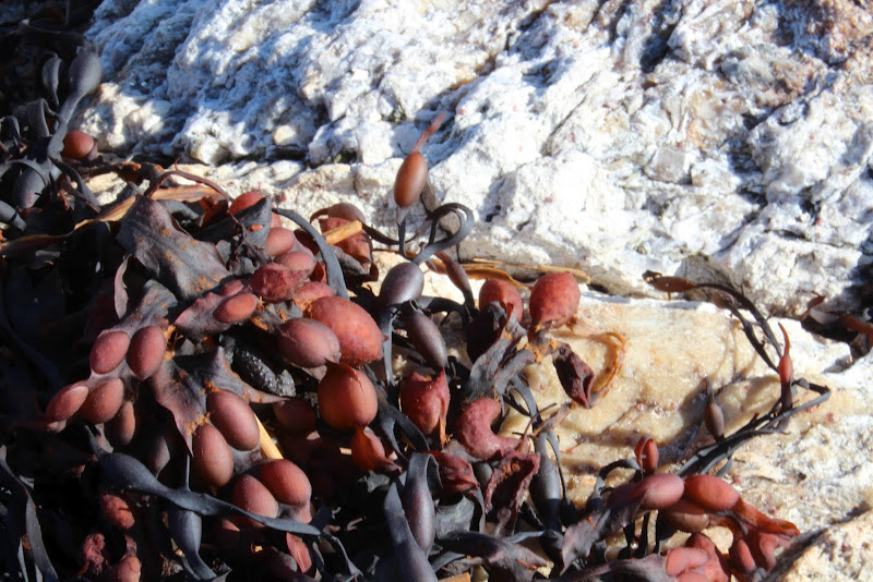 Star Island seaweed.jpg