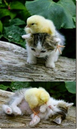 z kitten and duck
