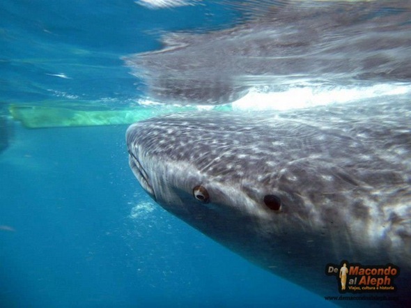Viajar a Isla Holbox Nadar con el Tiburon Ballena 10