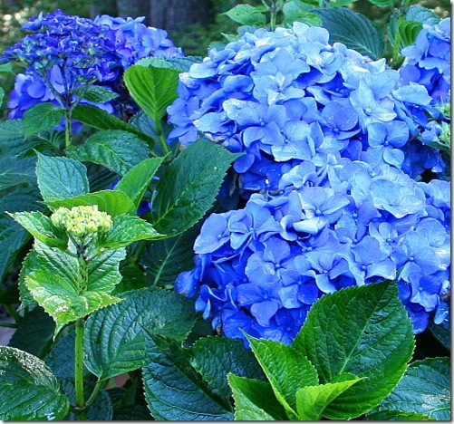 Goldens and Garden: True Blue Hydrangeas–Sept. 9, 2008