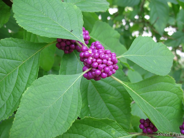 [Beautyberry33.jpg]