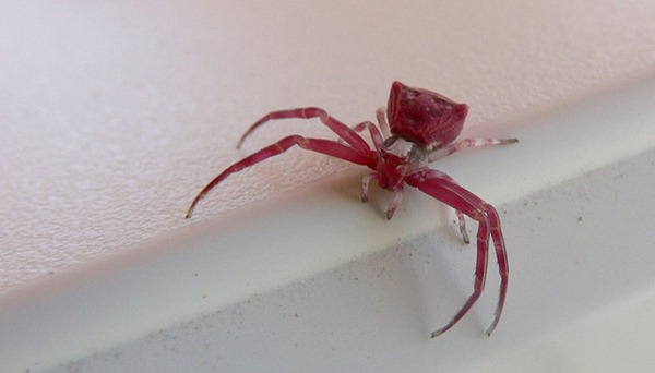 Pink Spider 02