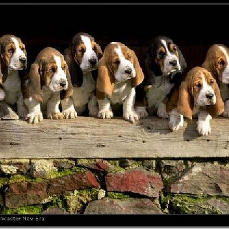 Frases famosas sobre los perros