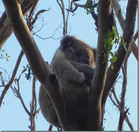 Otway Sleeping Koala