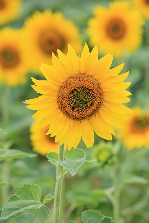 [sunflower4%255B5%255D.jpg]