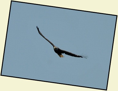 03g1 - Liberty Point - bald eagle