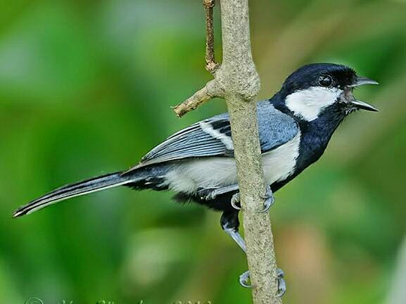 Download suara burung gelatik batu/gelatik wingko Download suara burung gelatik batu/gelatik wingko