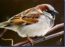native sparrow