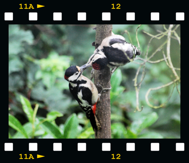 [Male-woodpecker-feeding-young-05-fil.png]